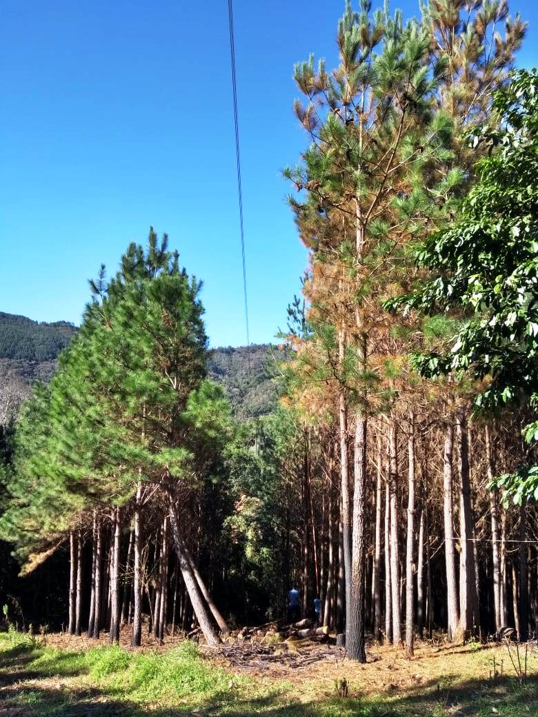 COCEL executou 17.090 cortes e podas na vegetação próxima a rede de distribuição em 2017