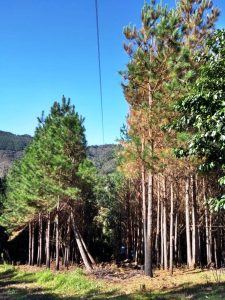 Foto da rede de distribuição de energia da COCEL em campo largo em meio à vegetação